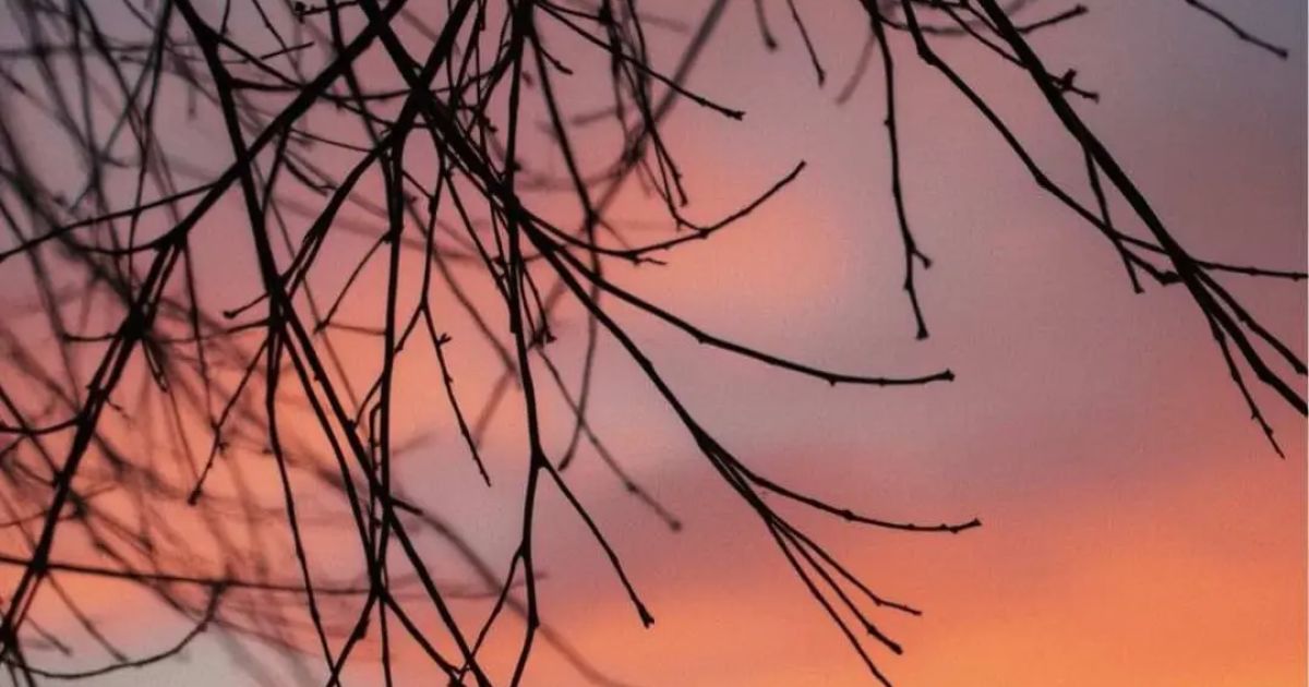 Shot through branches — Quest-ly photo challenge preview