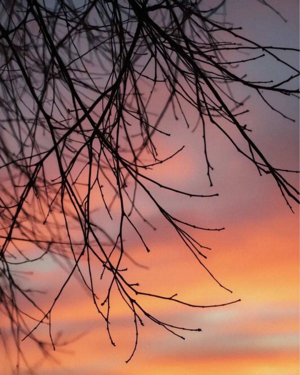 Shot through branches — Quest-ly photo challenge preview